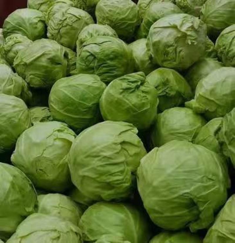 【推荐】铁头甘蓝大量上市现货现发可视频看货欢迎联系