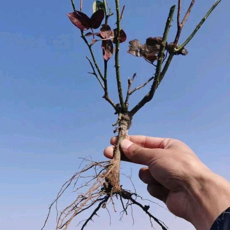 大花/丰花月季裸根苗