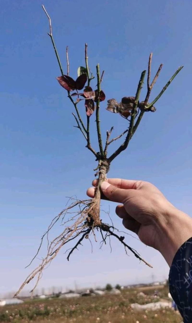 大花/丰花月季裸根苗
