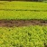 金叶女贞小苗
