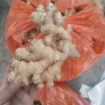 云南普洱小黄姜二黄姜