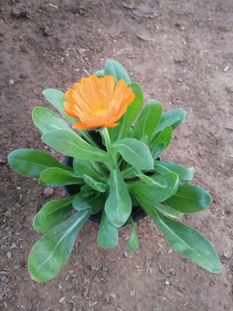 金盏菊