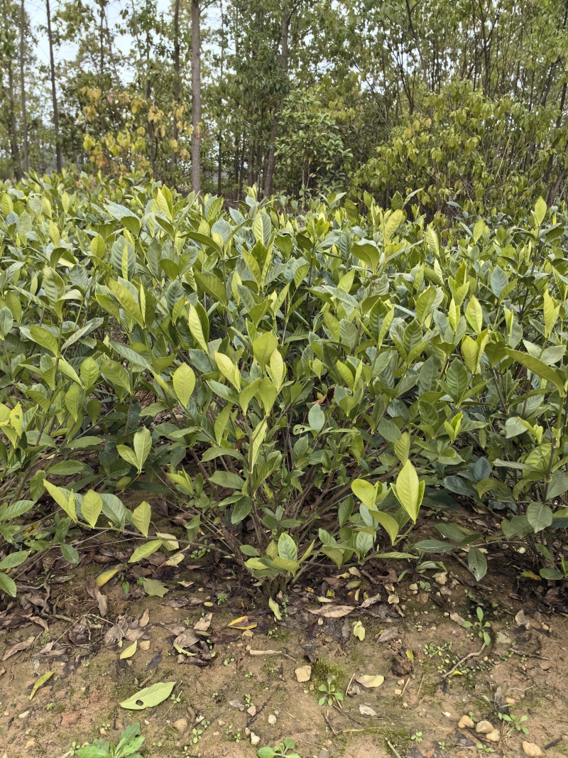 苗圃直供大叶栀子花毛球绿篱大叶栀子花杯苗大叶栀子花地苗