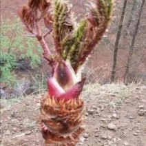 菊花碧桃