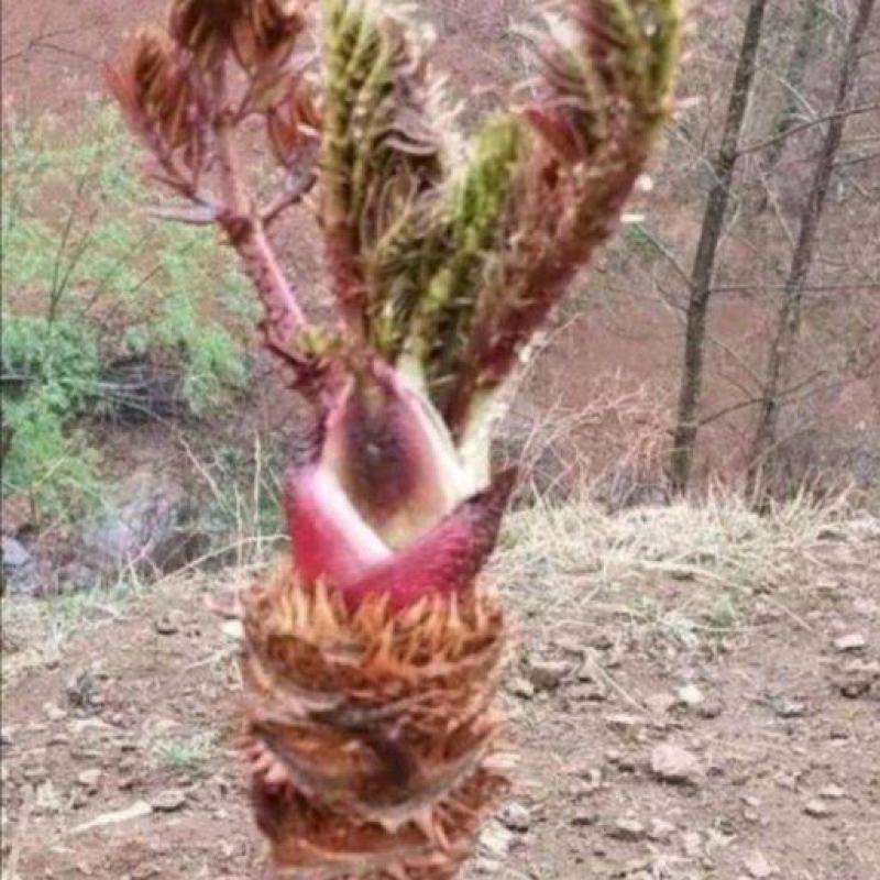 菊花碧桃