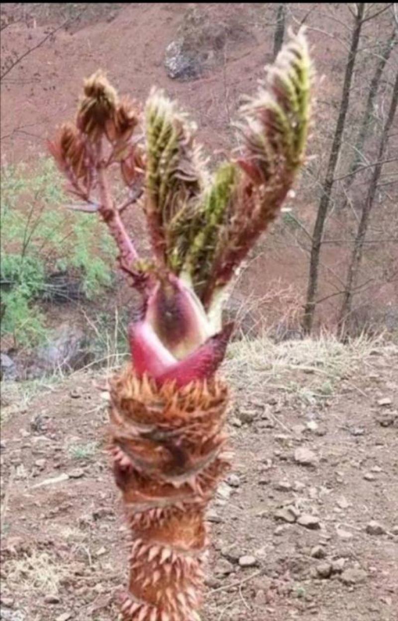 菊花碧桃