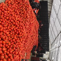 浙江温州西红柿大量上市
