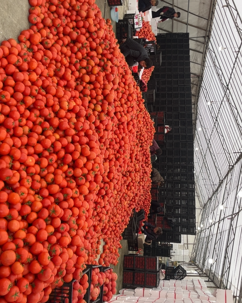 浙江温州西红柿大量上市