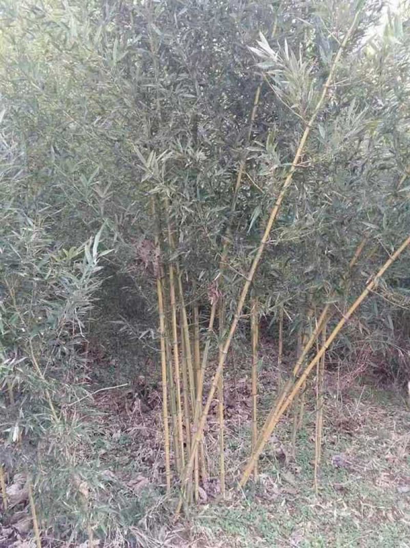 黄槽竹苗