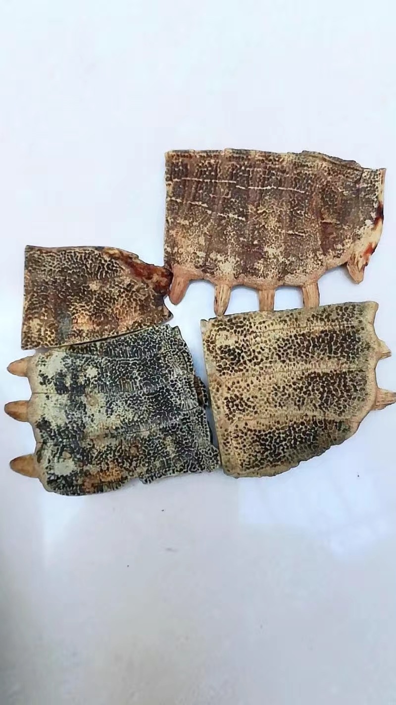 炒鳖甲正品制鳖甲灸鳖甲炒鳖甲醋鳖甲甲鱼壳