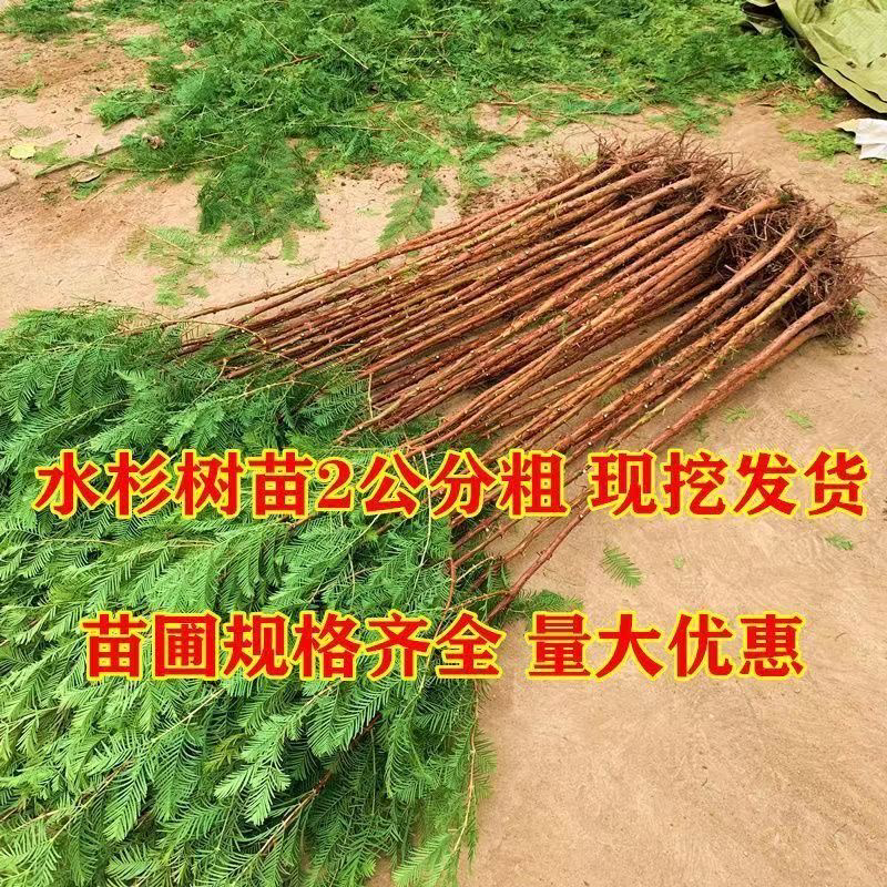 批发水杉树苗落羽杉树苗水杉苗南北方树苗水杉苗金叶水杉树苗