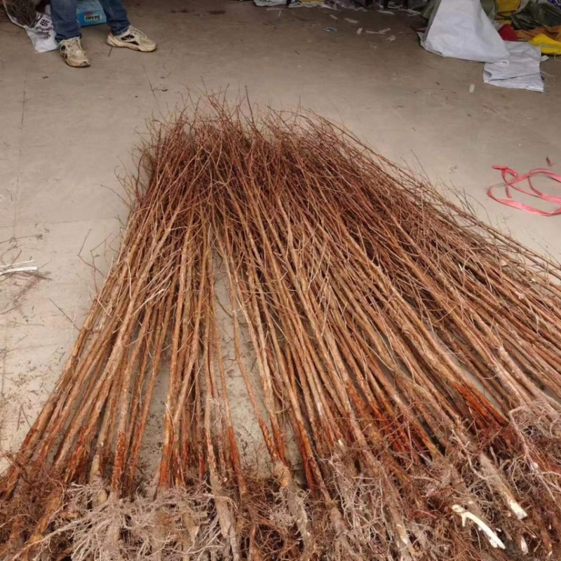 批发水杉树苗落羽杉树苗水杉苗南北方树苗水杉苗金叶水杉树苗