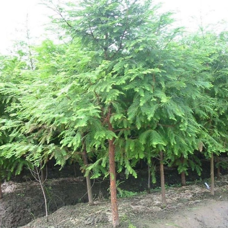 批发水杉树苗落羽杉树苗水杉苗南北方树苗水杉苗金叶水杉树苗