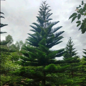 南洋杉