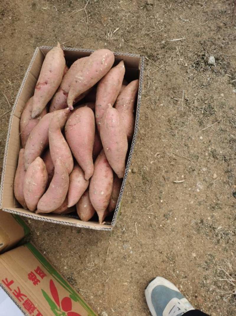 【山东邹城特产】红薯西瓜红，产地直供，品质保证！