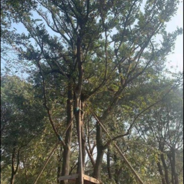 小叶朴树