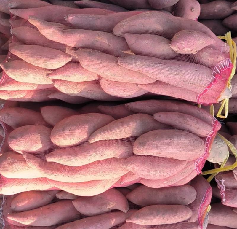 【龙薯】1~3两网袋红薯雄县红薯沙地红薯产地直发常年供货