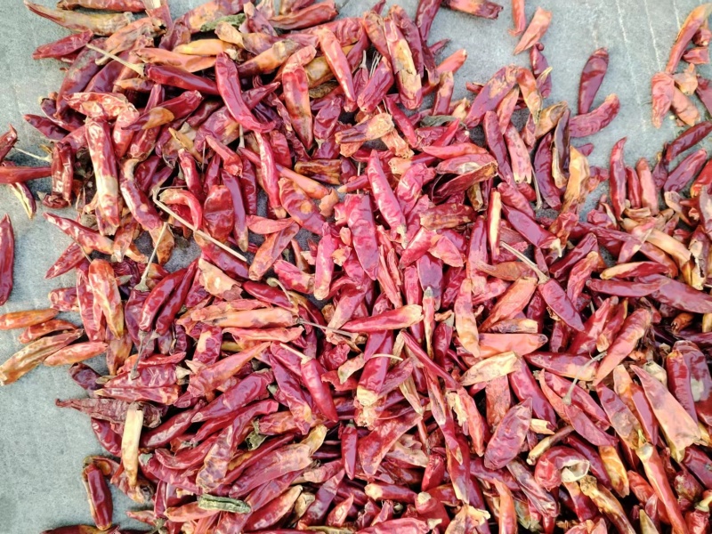干辣椒朝天椒花皮辣椒产地发货，大量供应，价格便宜欢迎咨询