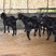 广西活羊黑山羊，一手货源，养殖基地，可视频看货，欢迎来电