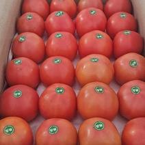 精品西红柿硬粉西红柿货源充足量大从优质量保证欢迎咨询
