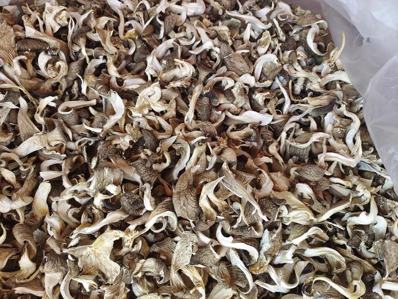 云南平菇菌汤包用油炸菇