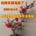 海棠盆景批发长寿冠海棠花盆栽老桩长寿冠海棠盆景耐寒耐热