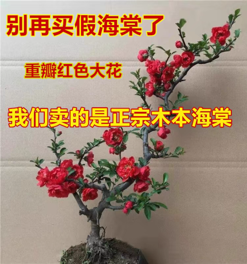 海棠盆景批发长寿冠海棠花盆栽老桩长寿冠海棠盆景耐寒耐热