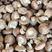 四川优质香菇，品质保证产地直供，支持视频看货选购