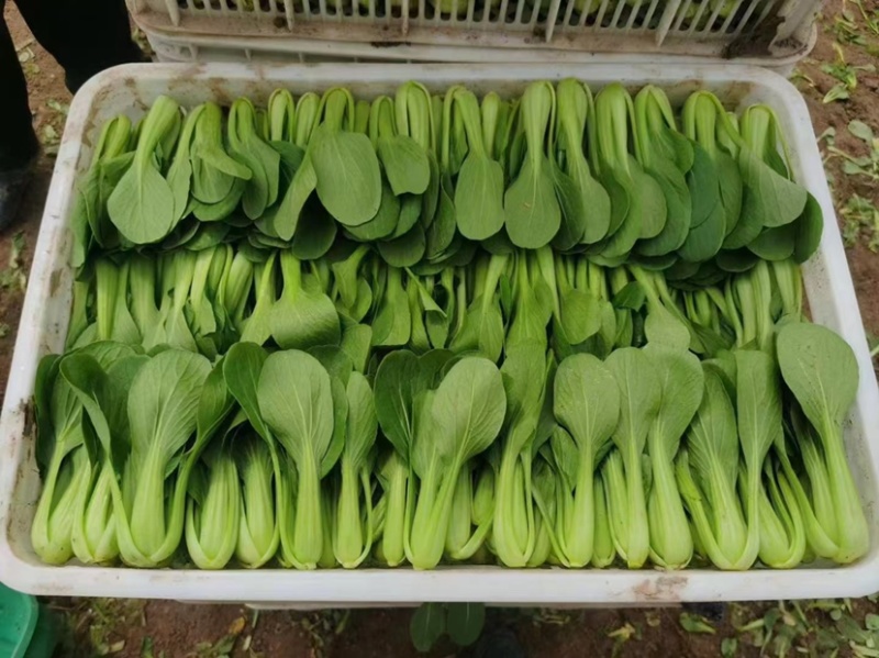 油菜快菜菠菜上海青产地发货可视频看货也可到产地看货