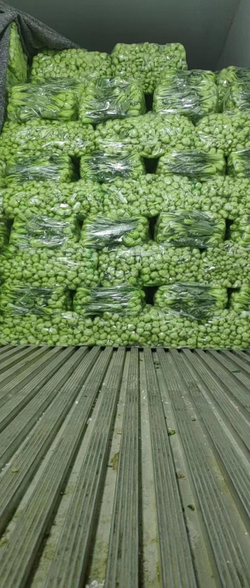 油菜快菜菠菜上海青产地发货可视频看货也可到产地看货