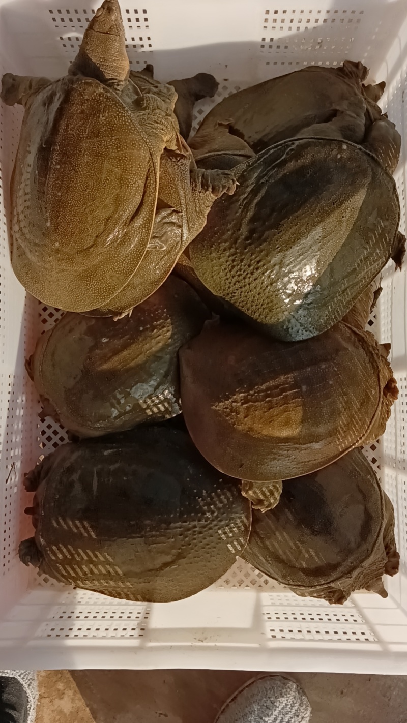 甲鱼水库青鱼老鳖批发公鱼3-5年