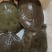 甲鱼水库青鱼老鳖批发公鱼3-5年