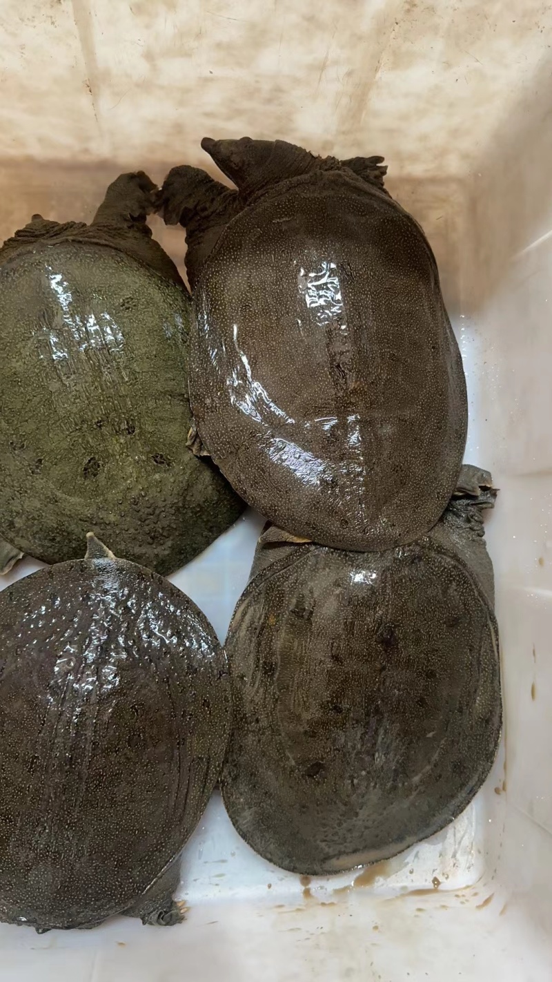 甲鱼水库青鱼老鳖批发公鱼3-5年
