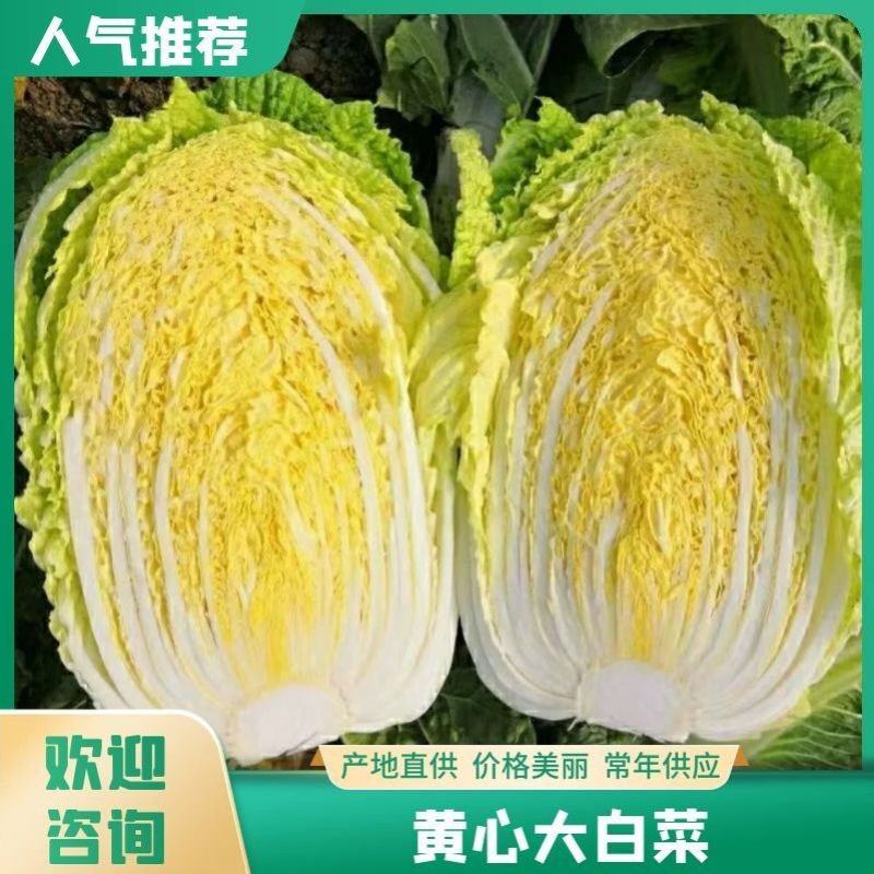 《火爆》白菜湖北黄心大白菜，矮颗黄心大白菜，质优价美