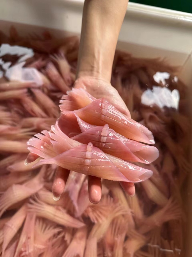 厂家直销：一手货源.鱿鱼、火箭鱿鱼