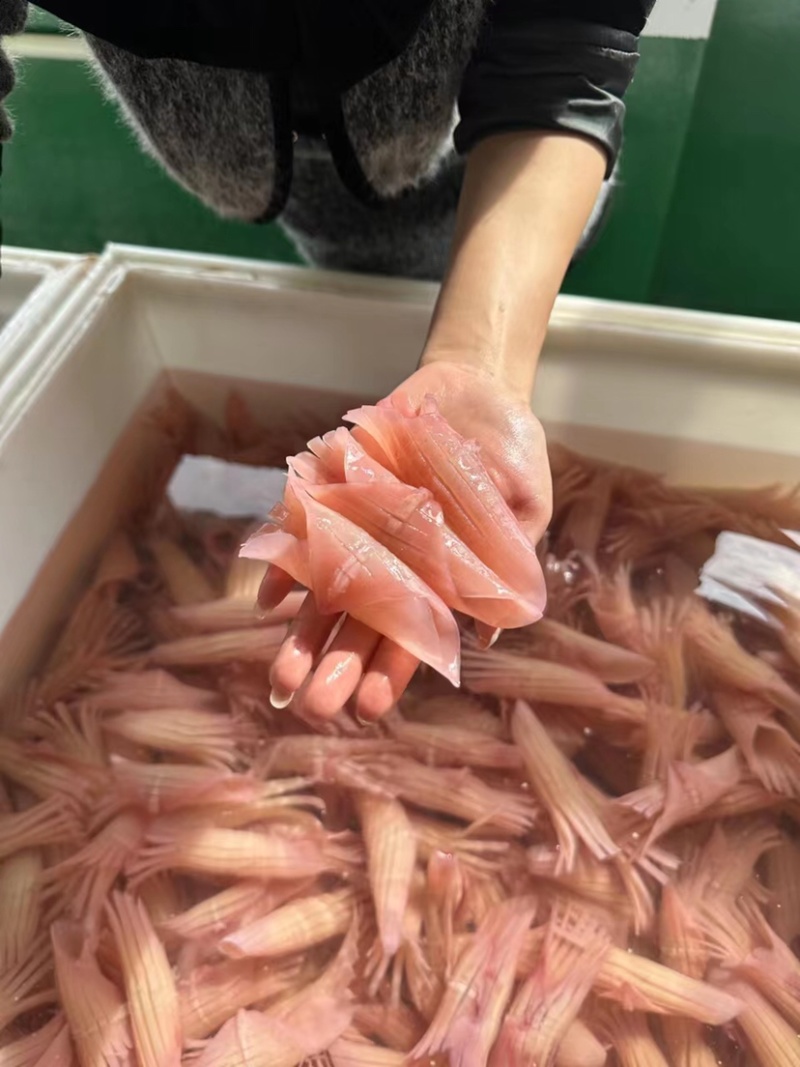 厂家直销：一手货源.鱿鱼、火箭鱿鱼