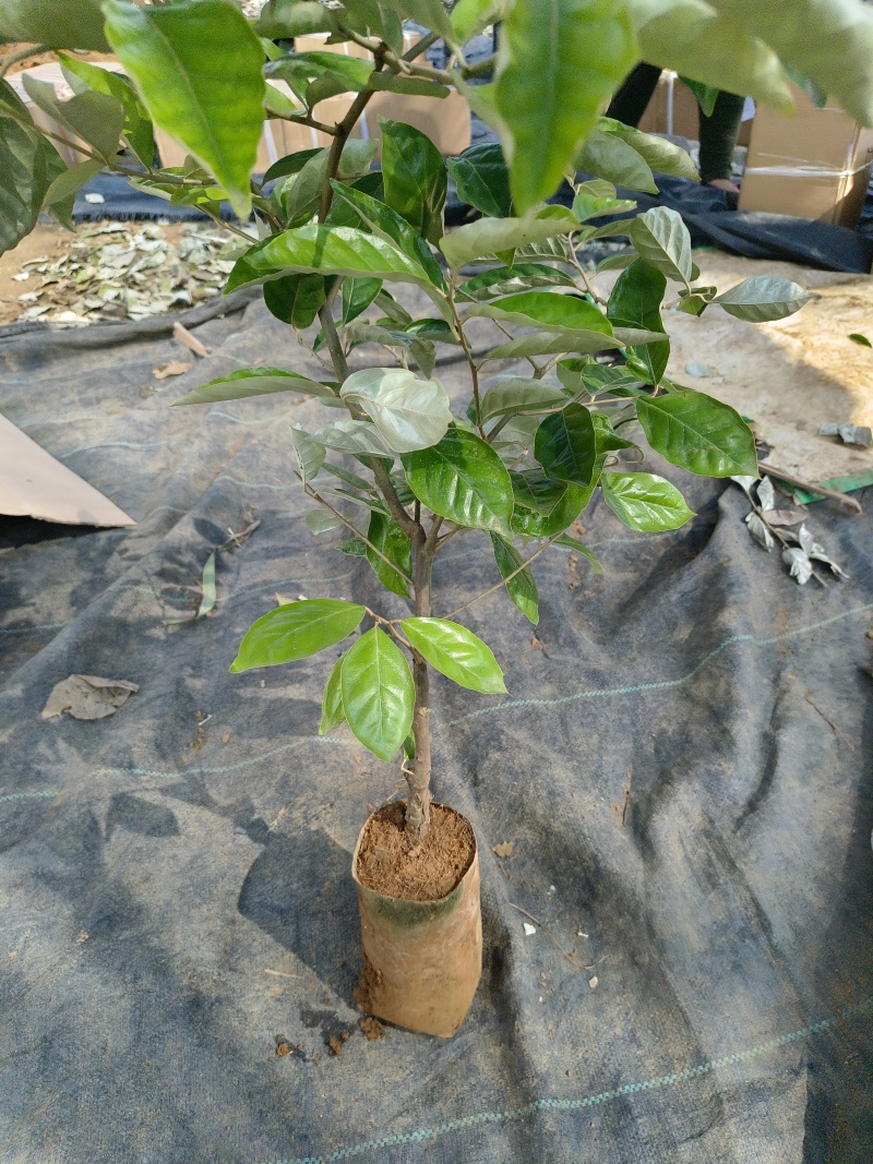 德甜二号羊奶果袋装嫁接苗