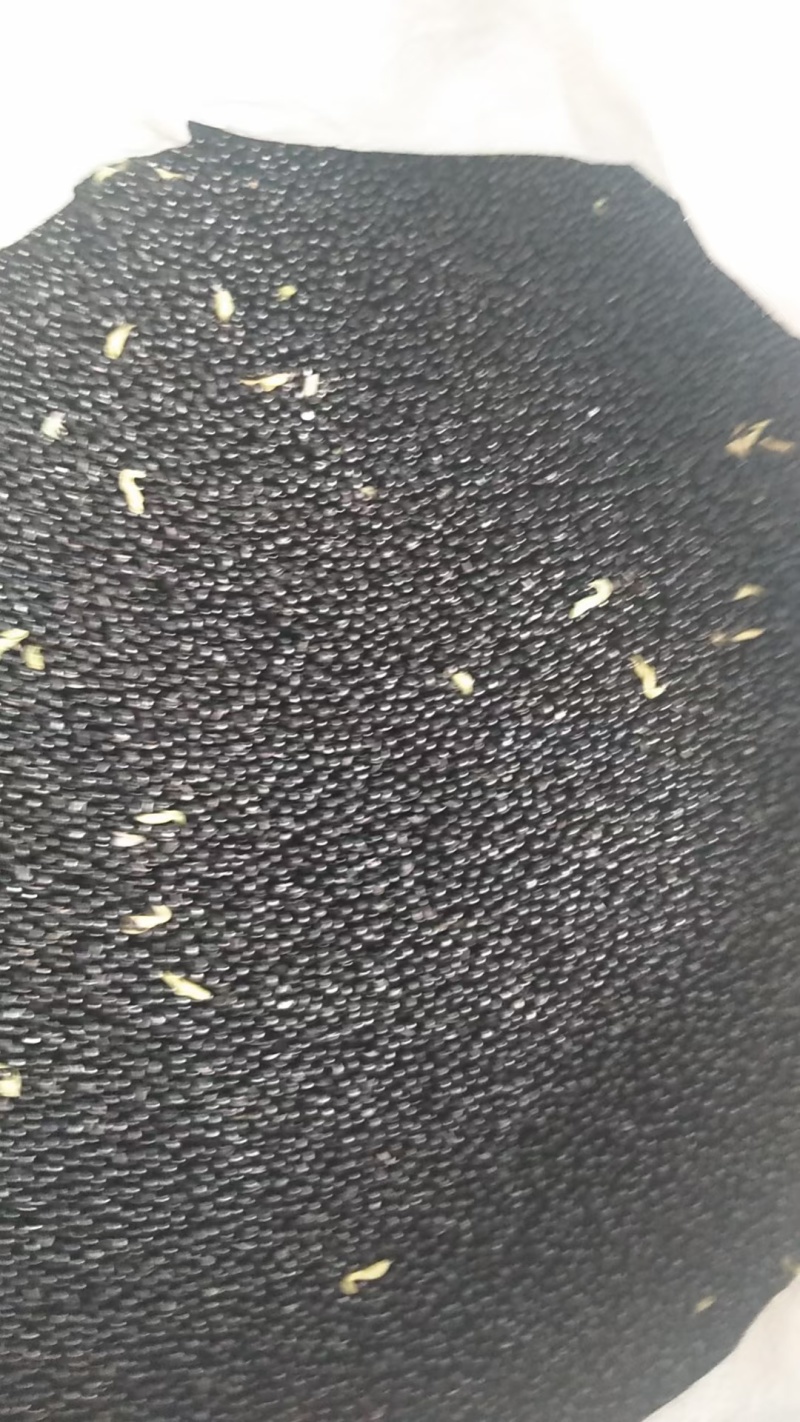 纯野生白鲜皮种子。