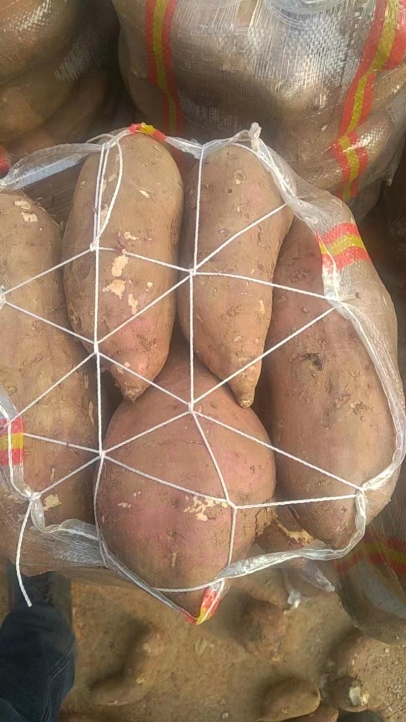 各种红薯种正在出货中