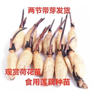莲藕种苗，食用观赏粉脆藕莲藕根苗荷花种藕深浅水盆栽水养缸
