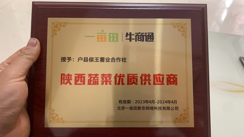 🇨🇳秦薯五号红薯苗、干面、无丝，短蔓型。