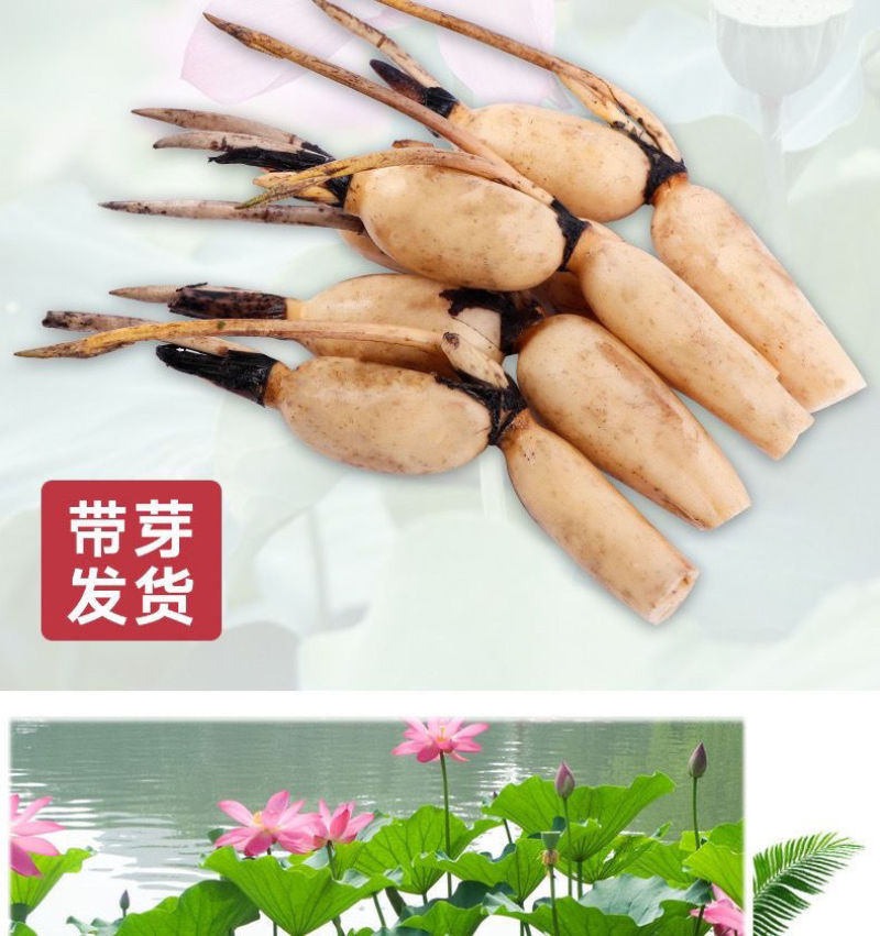 莲藕种苗，食用观赏粉脆藕莲藕根苗荷花种藕深浅水盆栽水养缸