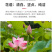 莲藕种苗，食用观赏粉脆藕莲藕根苗荷花种藕深浅水盆栽水养缸