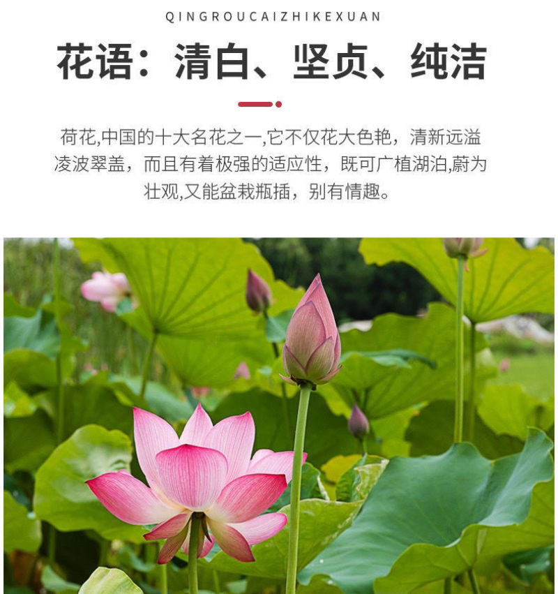 莲藕种苗，食用观赏粉脆藕莲藕根苗荷花种藕深浅水盆栽水养缸