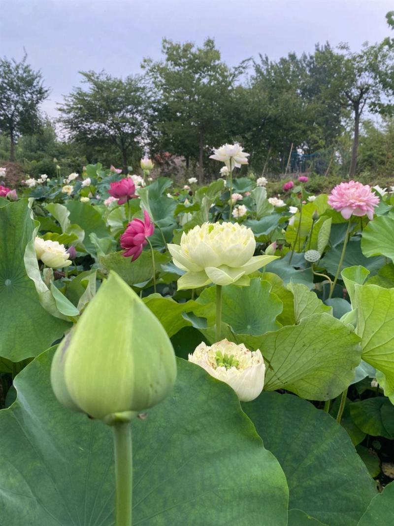 莲藕种苗，食用观赏粉脆藕莲藕根苗荷花种藕深浅水盆栽水养缸