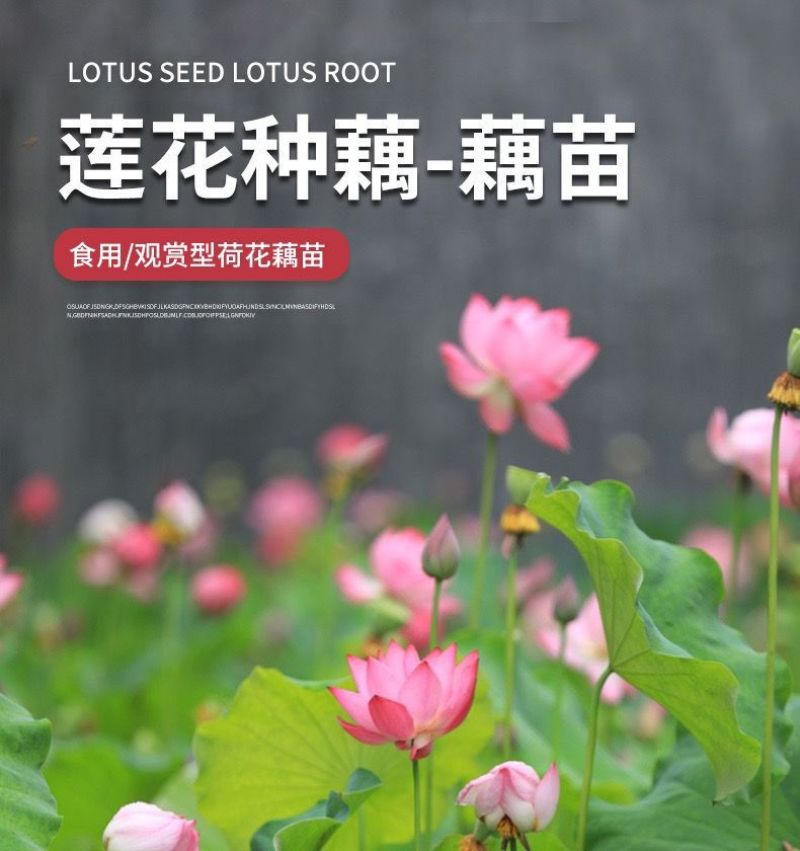 莲藕种苗，食用观赏粉脆藕莲藕根苗荷花种藕深浅水盆栽水养缸