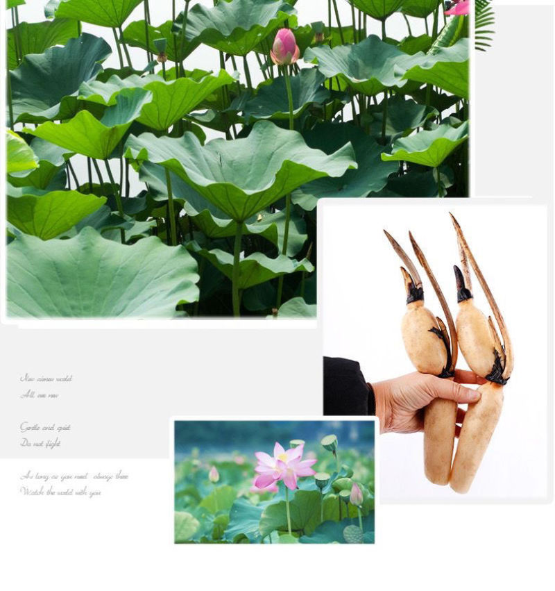 莲藕种苗，食用观赏粉脆藕莲藕根苗荷花种藕深浅水盆栽水养缸