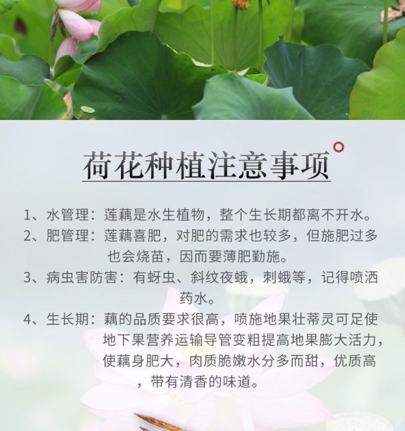 莲藕种苗，食用观赏粉脆藕莲藕根苗荷花种藕深浅水盆栽水养缸