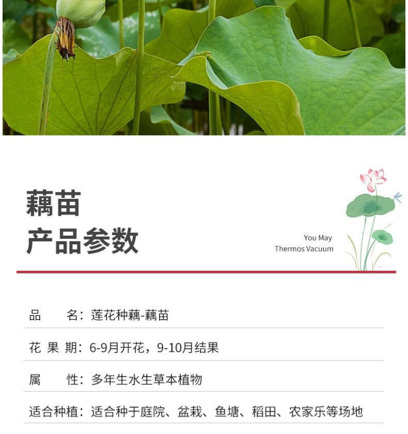 莲藕种苗，食用观赏粉脆藕莲藕根苗荷花种藕深浅水盆栽水养缸