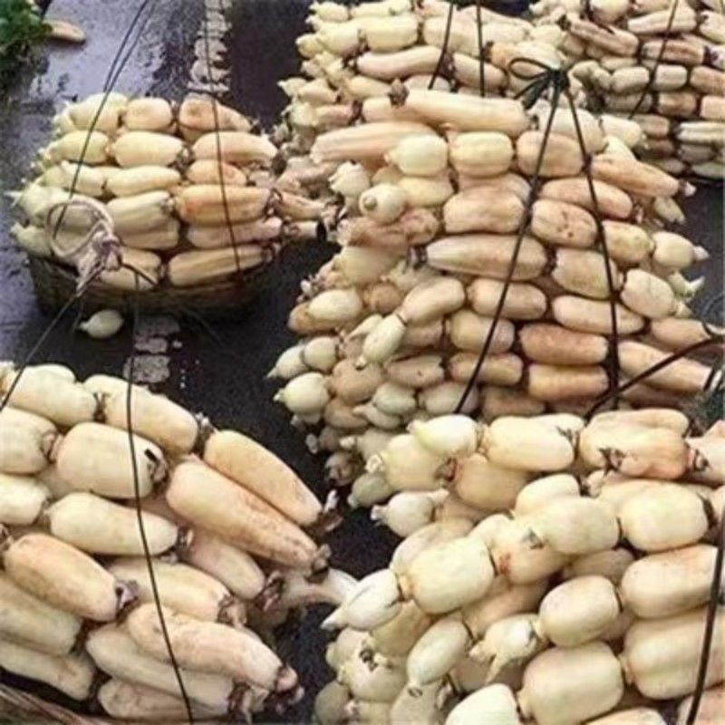 莲藕种苗，食用观赏粉脆藕莲藕根苗荷花种藕深浅水盆栽水养缸